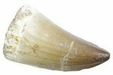 Fossil Mosasaur (Thalassotitan) Tooth - Morocco #353232-1